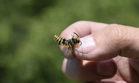 Chuyên gia "mách" cách xử trí đơn giản khi bị ong đốt ở nhà