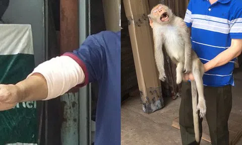 Đã bắt được con khỉ cụt chân chuyên vào nhà dân trộm thức ăn và cắn người