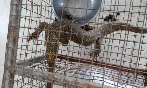 Tàng trữ động vật trong sách đỏ, phụ bếp bị phạt 270 triệu đồng