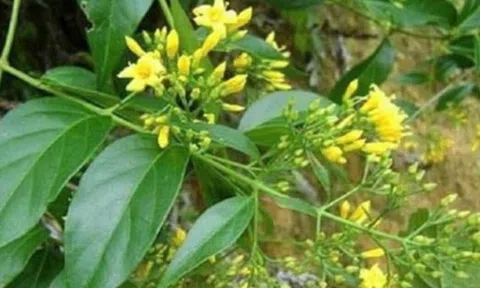 Hai anh em cùng ăn lá ngón tự tử sau khi bị mẹ la mắng