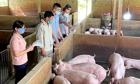 Tiếp tục giảm sâu, giá lợn hơi có tăng mạnh vào dịp Tết?