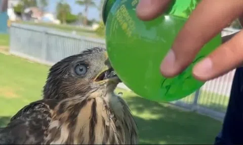 Chuyện thật như đùa: Lĩnh án tù vì ép chim... uống rượu