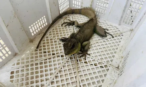 Phát hiện Rồng Đất quý hiếm trong vườn nhà ở Tây Ninh, thanh niên giao nộp chính quyền