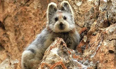 Loài "hóa thạch sống" quý hiếm hơn cả gấu trúc tái xuất hiện sau 20 năm