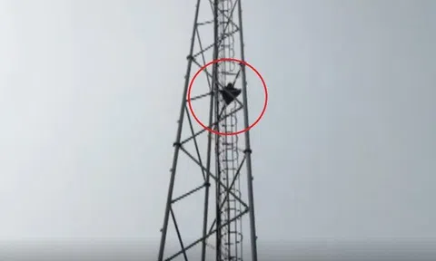 Cô gái trẻ liều mình leo cột phát sóng cao ngất ngưởng, hiện trường căng thẳng như phim hành động