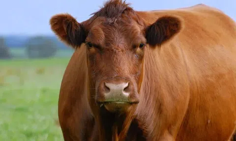 Các bác sĩ thú y sửng sốt trước thứ lấy ra từ bụng một con bò sắp chết