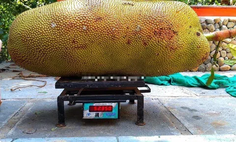 Cận cảnh quả mít "khổng lồ" nặng hơn 50kg khiến cả vùng xôn xao