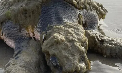 Cứu sống "báu vật đại dương" trôi dạt vào bờ trong tình trạng biến dạng hoàn toàn