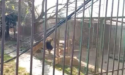 Gã say đại náo chuồng sư tử, bị "chúa sơn lâm" tấn công trọng thương sau hành động điên rồ