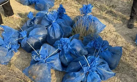 Thấy vật lạ giữa ruộng mía, kiểm tra phát hiện bí mật kinh hoàng