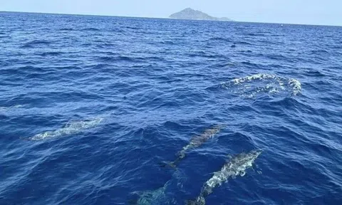 Phát hiện hơn 100 sinh vật quý hiếm bơi trên mặt biển, cảnh tượng cực kỳ hiếm gặp