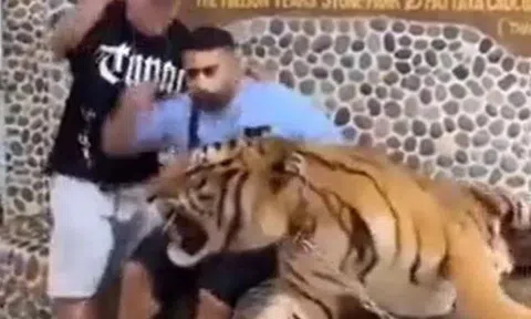 Liều lĩnh đứng sát hổ chụp ảnh, hai thanh niên tháo chạy thục mạng khi mãnh thú nổi giận