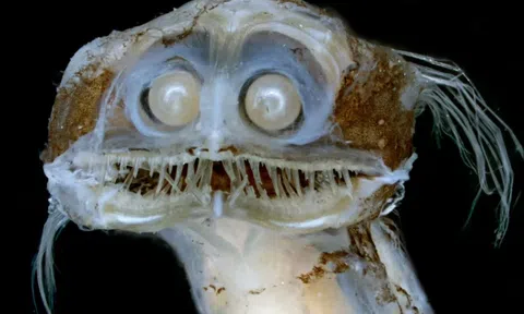 Sởn gai ốc với loài cá có dạ dày đen kịt, nuốt chửng con mồi to gấp đôi cơ thể