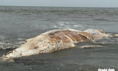 Đi đánh bắt hải sản, phát hiện xác cá voi hơn 5 tấn dạt vào bờ biển, bốc mùi khó chịu