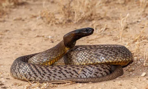 Kinh hãi loài rắn độc nhất hành tinh: Một lần ra đòn, 250.000 con chuột tử vong tại chỗ