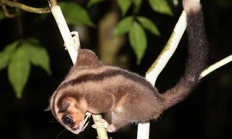 Loài thú túi ngón dài tí hon ngỡ "tuyệt chủng 6.000 năm" bất ngờ tái xuất