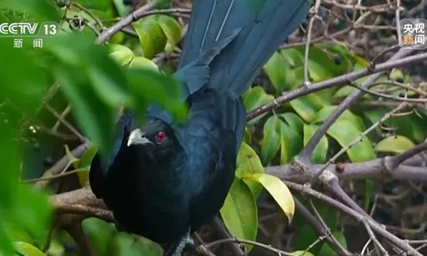 Nam sinh lớp 12 đòi dỡ tổ chim để ôn thi: Câu trả lời "đanh thép" của thầy hiệu trưởng gây bão mạng