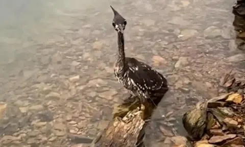 Cuộc chạm trán kinh hoàng với loài chim 10 năm khó gặp, cả thế giới chỉ còn đúng 1.000 con