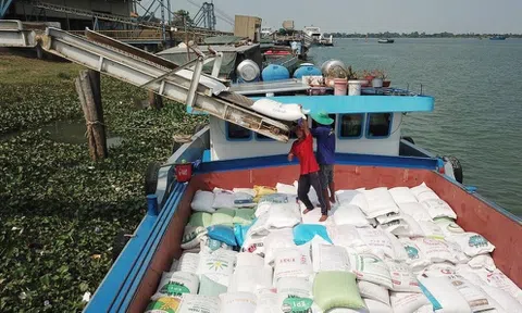 Giá gạo tăng từng ngày, Bộ Công Thương có động thái mới