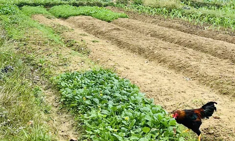 Tái chế phụ phẩm nông nghiệp – mở hướng khởi nghiệp xanh cho thanh niên