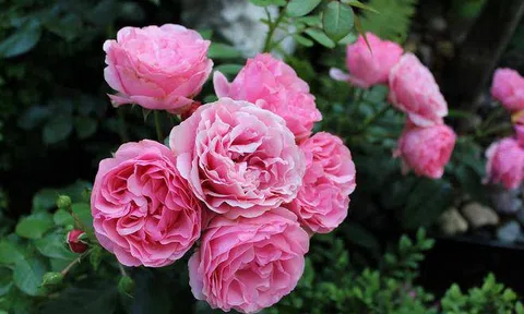 Phụ nữ 40 tuổi, cuộc sống mới thực sự bắt đầu