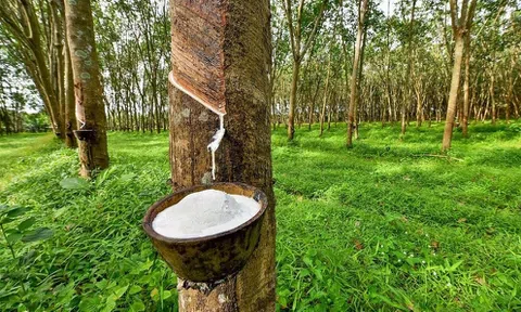 Lợi nhuận phân hoá của doanh nghiệp ngành cao su quý I/2022