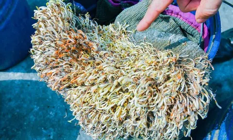 Giá đỗ “đẹp lạ” để cả tháng không hỏng: Hơn 5 tấn giá đỗ ngậm hoá chất vừa bị thu giữ ở Hải Phòng