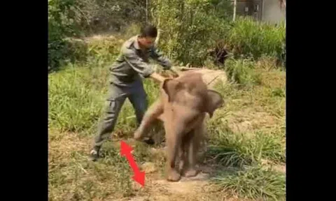 Clip: Trận đá luân lưu hài hước giữa voi và nhân viên kiểm lâm