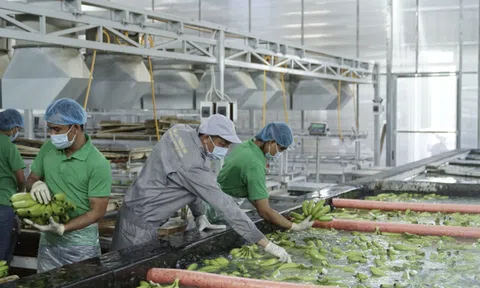 HAGL Agrico chỉ còn vỏn vẹn 1 tỷ đồng tiền mặt