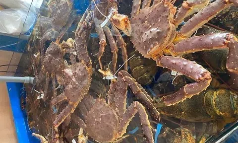 Giá cua hoàng đế đắt chưa từng thấy