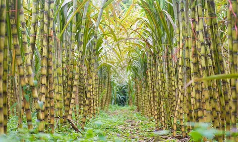 Doanh nghiệp mía đường bội thu, báo lãi tăng vọt