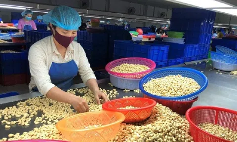 Những tín hiệu vui từ xuất khẩu hạt điều