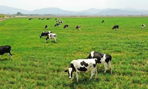 Huy động thêm 600 tỷ đồng, Vilico có dự định gì?