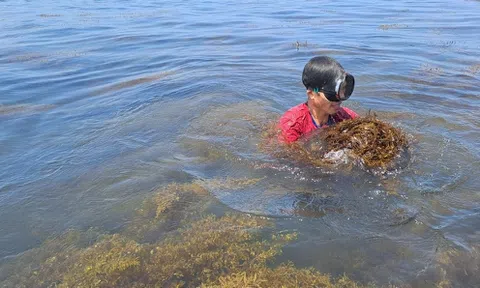 Cận cảnh lặn tìm "lộc trời" dưới biển cho thu nhập tiền triệu một ngày