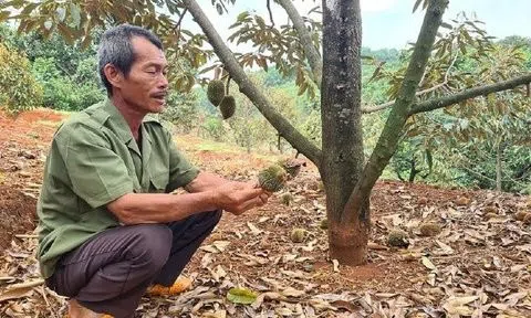 Gia Lai: Thời tiết thất thường, nông dân sốt ruột lo mất mùa sầu riêng