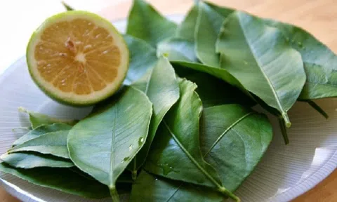 Lá chanh làm theo cách này mang lại lợi ích "vàng" cho sức khỏe