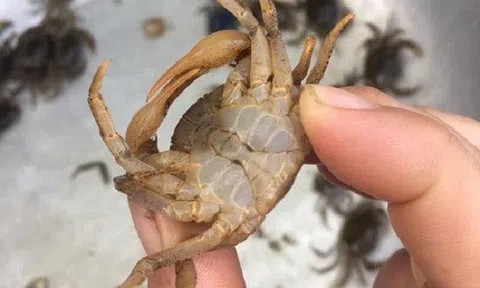 Mẹo hay chọn cua đồng nhiều thịt đẫm gạch đỏ, lựa con nào trúng con đó