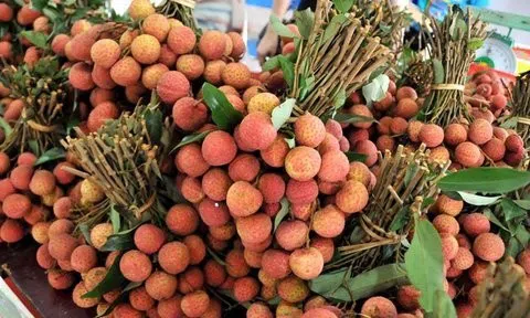 Đẩy mạnh xúc tiến thương mại các mặt hàng quả vải và nhãn