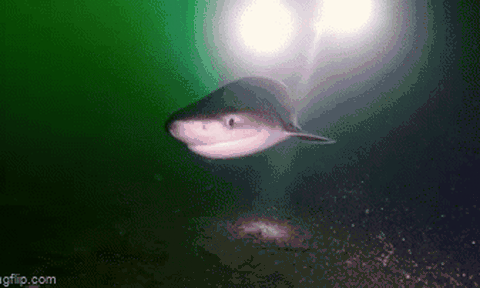 Clip: Thợ lặn bất ngờ chạm trán với cá mập sáu mang hiếm gặp