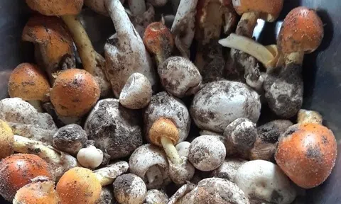 Thêm 6 người ở Tây Ninh bị ngộ độc khi ăn nấm rừng