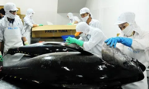 Xuất khẩu cá ngừ của Việt Nam sang Mexico tăng trưởng mạnh