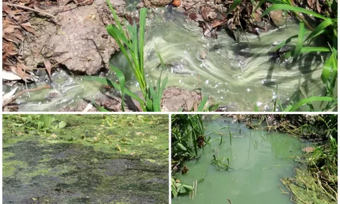 Người dân bức xúc HTX Cao su Nhật Hưng xả thải gây ô nhiễm môi trường