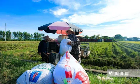 Thị trường nông sản tuần qua: Giá gạo Việt cao nhất kể từ tháng 4/2023