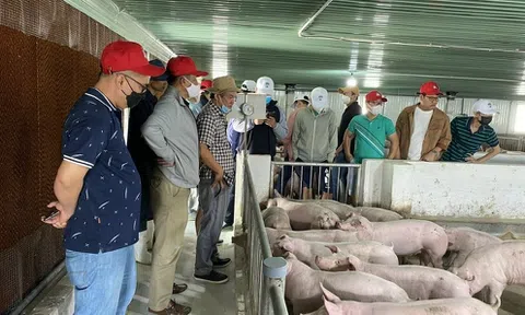 Giá heo xuống thấp, lợi nhuận của Hoàng Anh Gia Lai tăng nhờ chuối