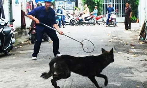 Hà Nội tăng cường hoạt động bắt chó thả rông trong các khu đô thị