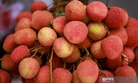 Phía sau những lô vải thiều tươi của Bắc Giang "bay" sang Mỹ