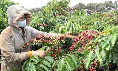 Giá cà phê tăng: Cơ hội vàng cho cà phê Việt phá vỡ kỷ lục xuất khẩu 4 tỷ USD