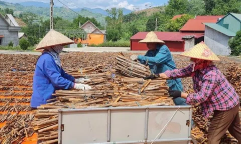 Vỏ quế chiếm lĩnh thị trường nước ngoài, thu về hàng triệu USD