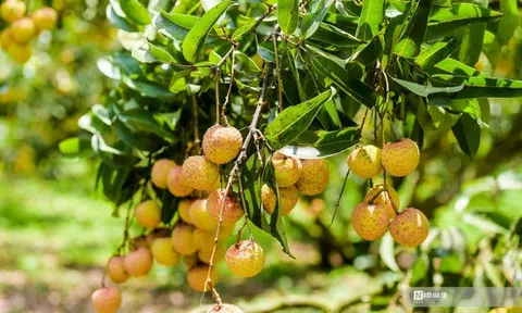 Quả vải Việt Nam tiếp cận 7 thị trường quốc tế qua đường hàng không