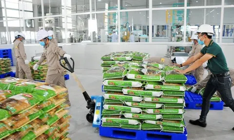 Nợ ngân hàng tăng mạnh, Vinaseed kinh doanh ra sao trong quý II/2023?